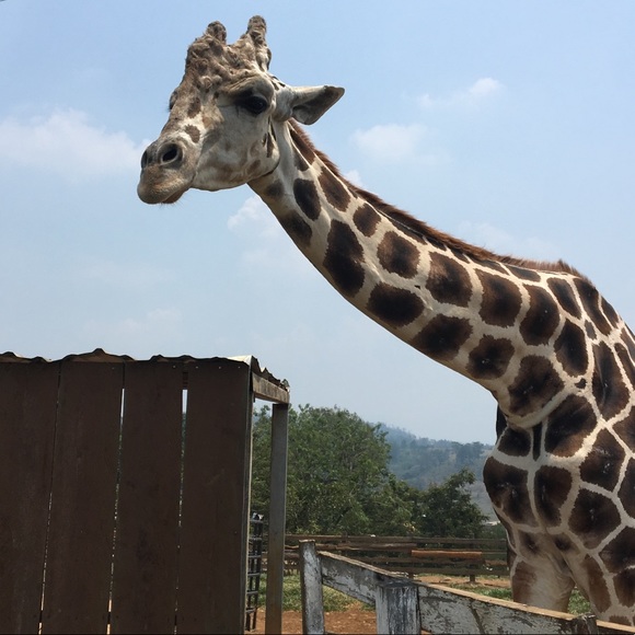 Meet your Posher, Rocio - Picture 1 of 1